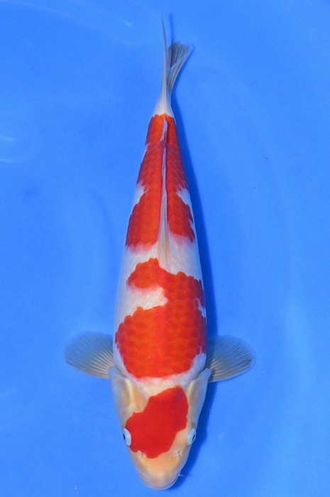 Sandan maruten kohaku KO-NA22-0904