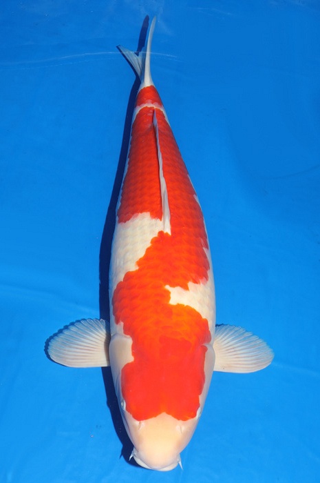 kohaku KO-V18-10112
