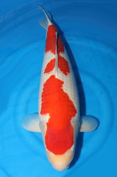 sandan kohaku KO-V18-10157