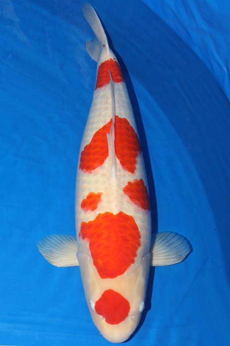 godan kohaku KO-V18-12127