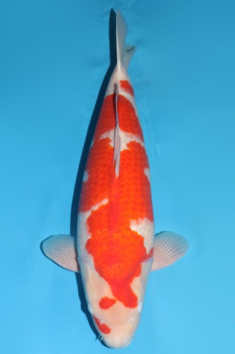 kohaku KO-NA18-1218