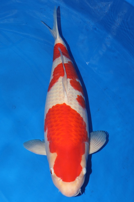 meerstaps kohaku KO-V18-1230
