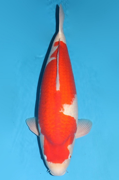 kohaku KO-NA18-1268