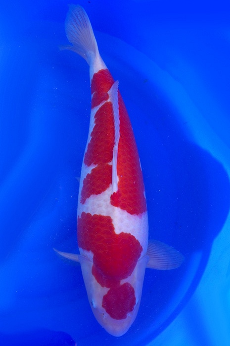 maruten meerstaps kohaku KO-V19-4341