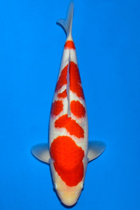 meerstaps kohaku KO-V19-4381