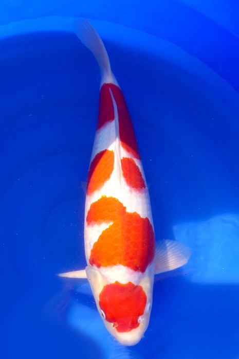 maruten meerstaps kohaku KO-V19-4447