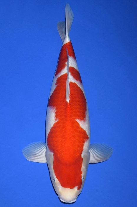 kohaku KO-V20-10113