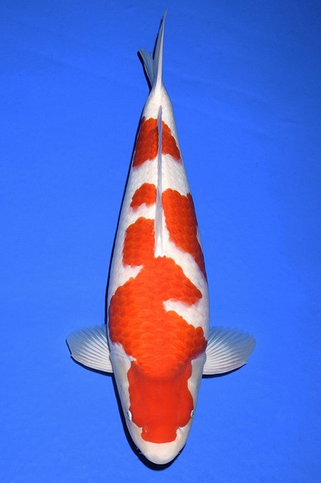 kohaku KO-V20-1074