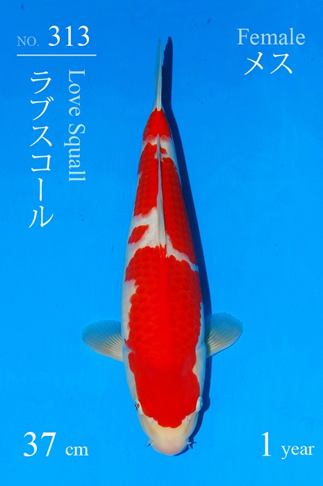 kohaku KO-V20-3313