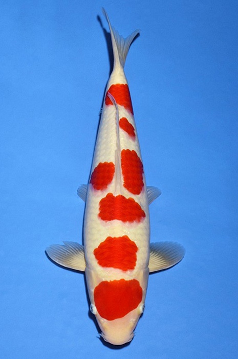 zesstaps kohaku KO-V20-437