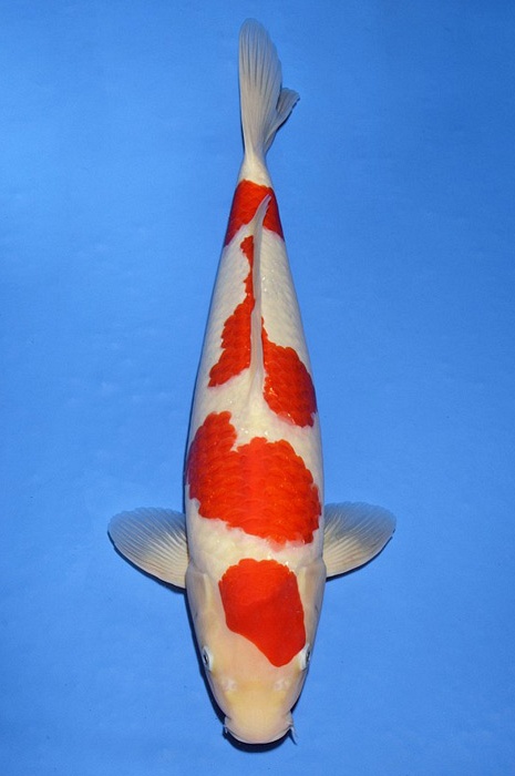 yondan kohaku KO-V20-449