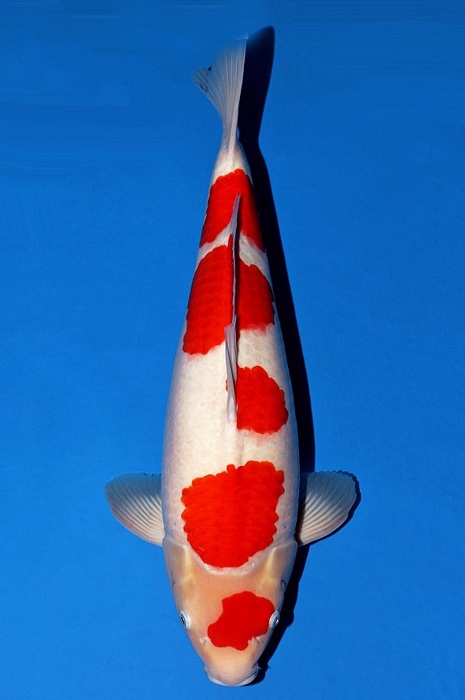 maruten meerstaps kohaku KO-V21-1016