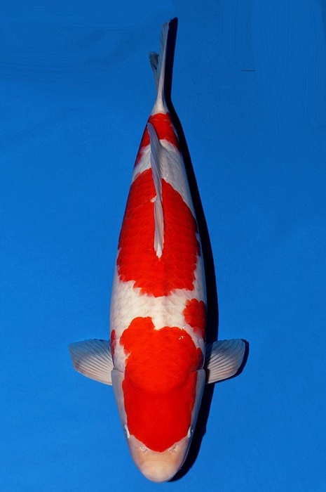 meerstaps kohaku KO-V21-10262