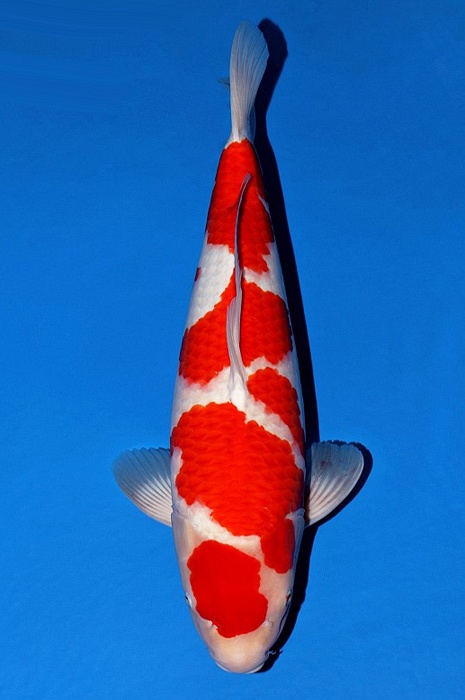 meerstaps kohaku KO-V21-10309