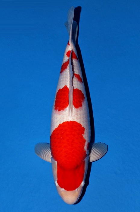 meerstaps kohaku KO-V21-10324