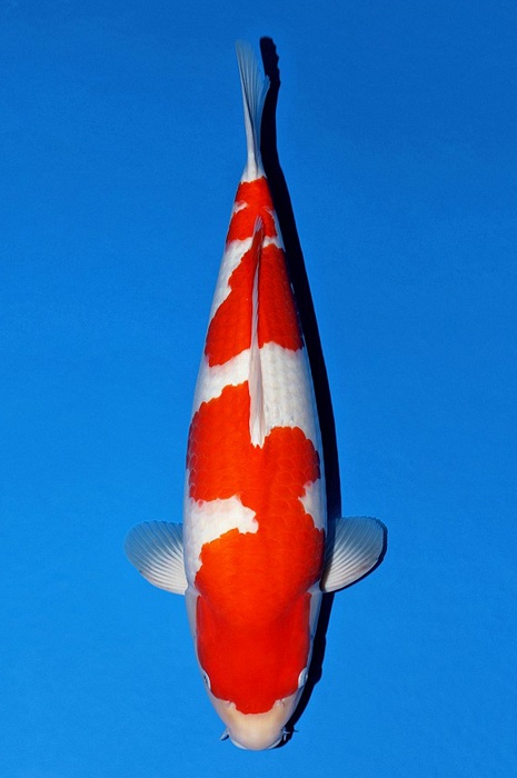 kohaku KO-V21-1132