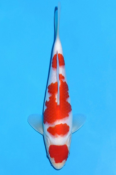 yondan kohaku KO-V21-2140