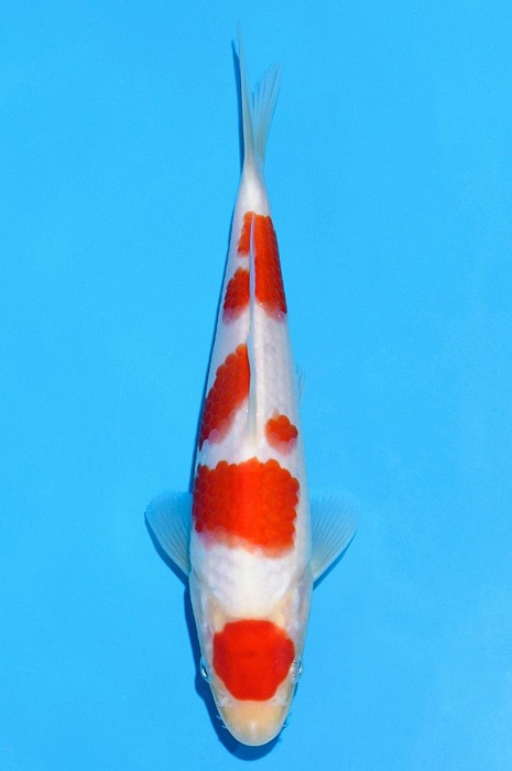maruten godan kohaku KO-V21-289