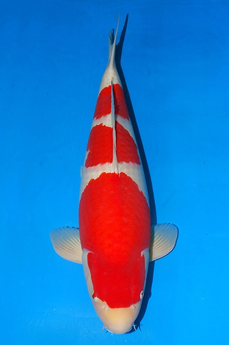 sandan kohaku KO-V21-380