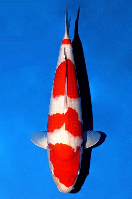 yondan kohaku KO-V21-4134