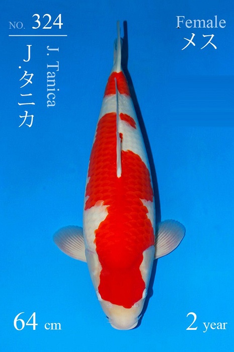 kohaku KO-V21-4324