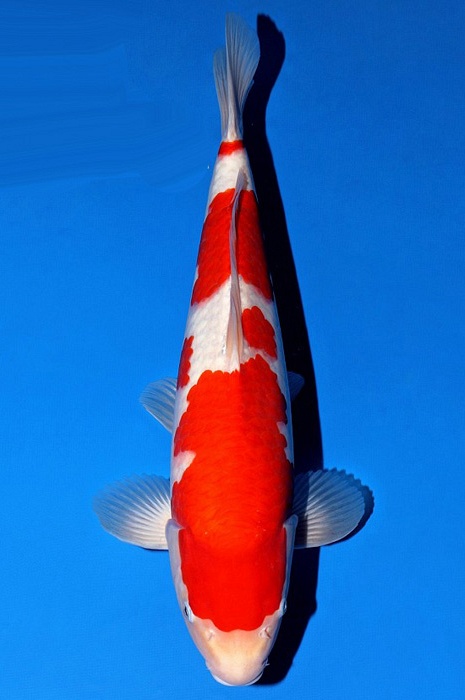 meerstaps kohaku KO-V21-468