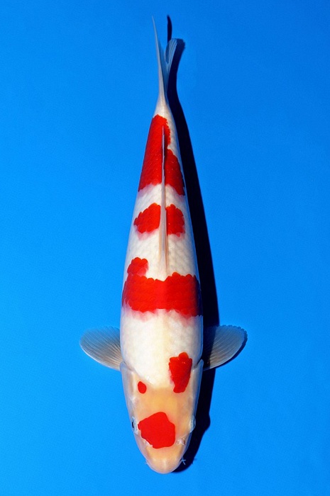 Meerstaps maruten kohaku KO-V22-02178