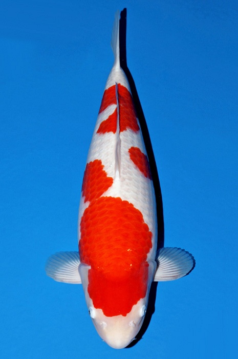 meerstaps kohaku KO-V22-02192