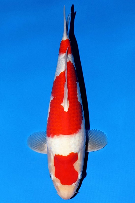 sandan maruten kohaku KO-V22-0228