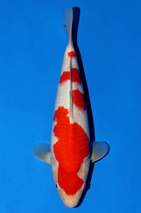 meerstaps kohaku KO-V22-03102