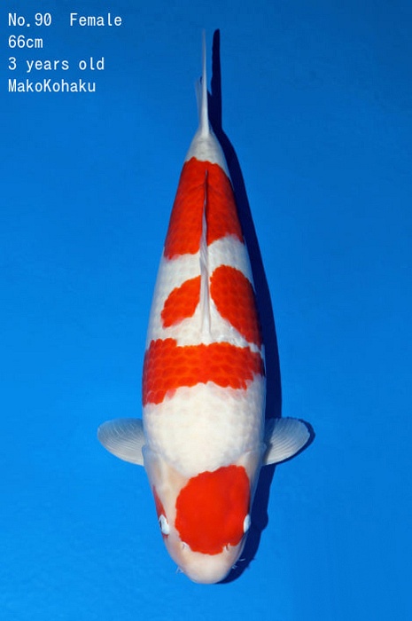 maruten yondan kohaku KO-V22-0390