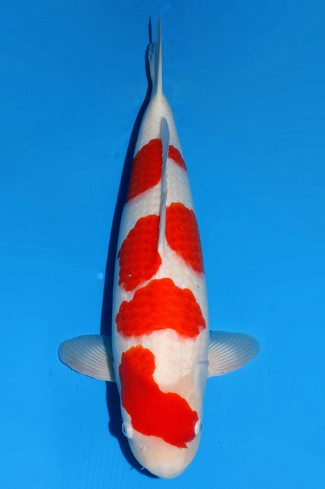 yondan kohaku KO-V22-044
