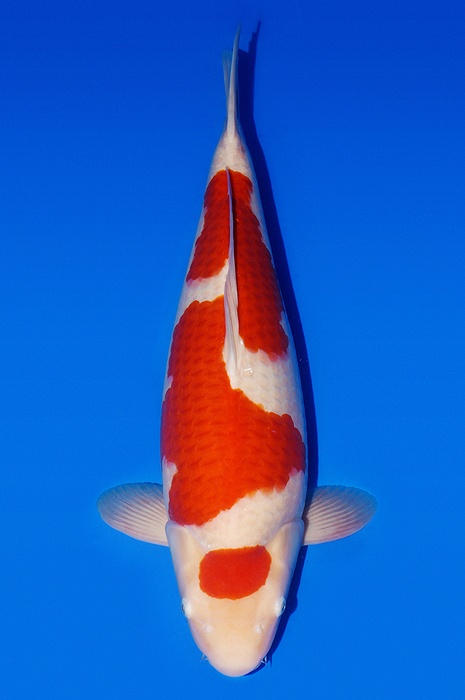 maruten kohaku KO-V22-0478