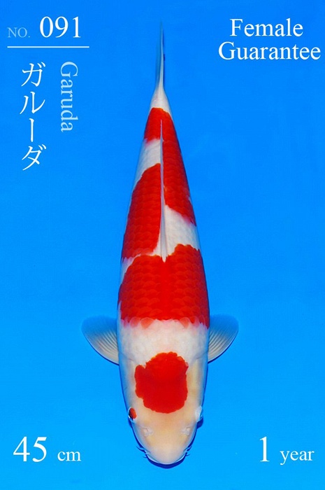 maruten kohaku KO-V22-0491