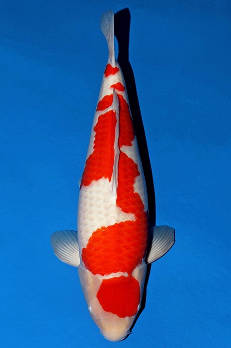 meerstaps kohaku KO-V22-10406