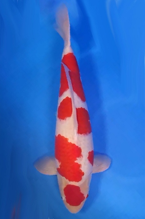 meerstaps kohaku KO-V22-11158