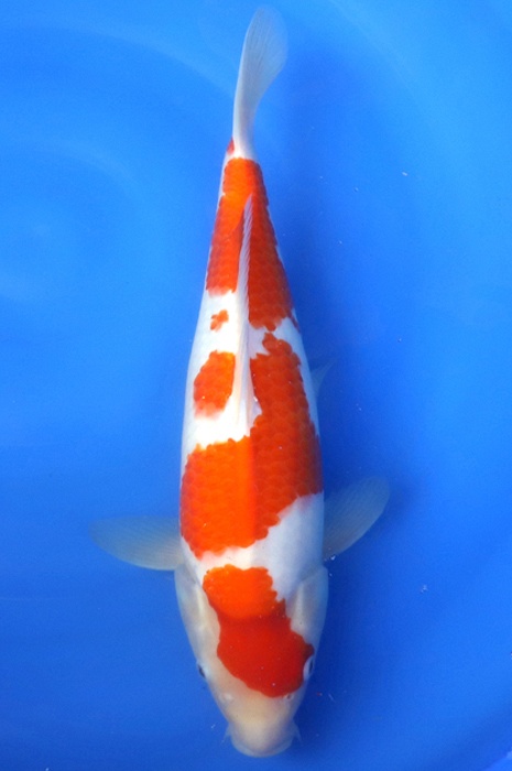 sandan kohaku KO-V23-0152