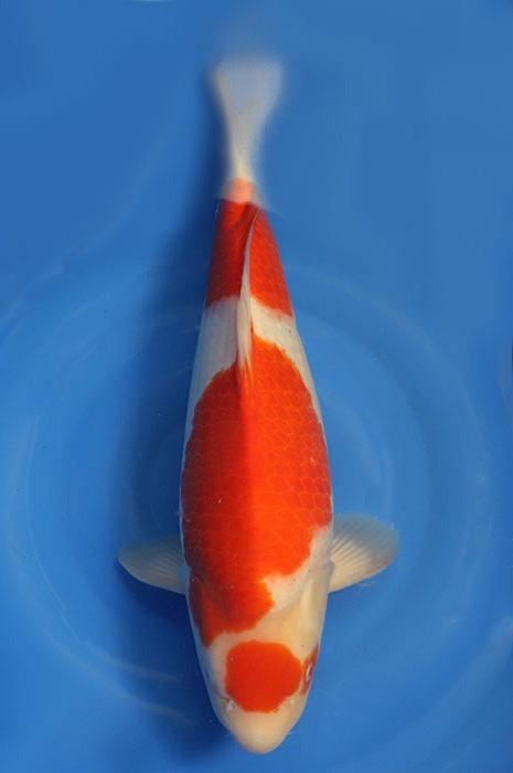 maruten kohaku KO-V23-03182