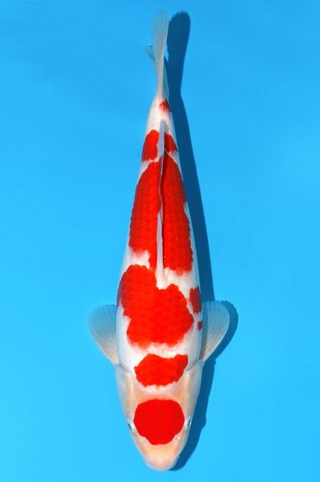 meerstaps kohaku KO-V23-03198