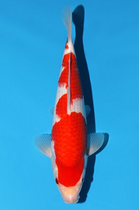 inazumai kohaku KO-V23-03290
