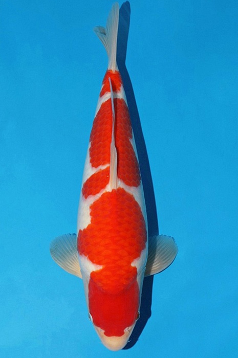 meerstaps kohaku KO-V23-0556
