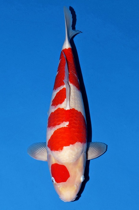 maruten kohaku KO-V23-1009