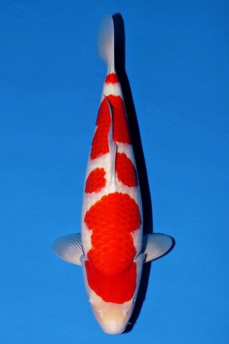 meerstaps kohaku KO-V23-1031