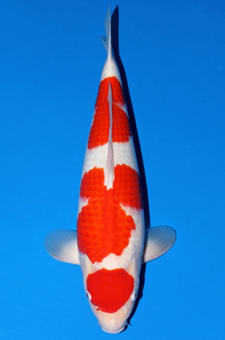 maruten kohaku KO-V23-11135