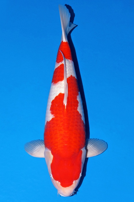 meerstaps kohaku KO-V23-11160