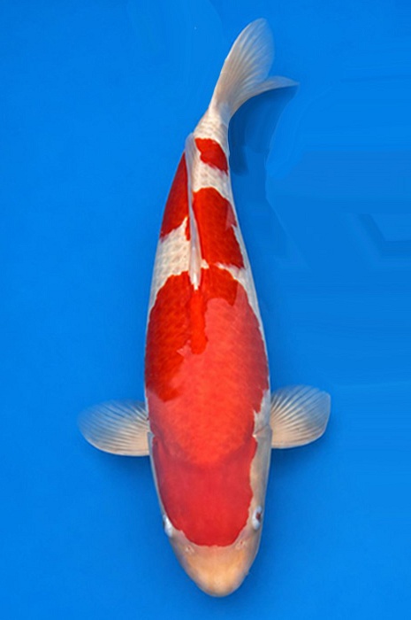 kohaku KO-V23-1150