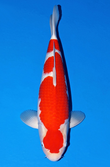 Lepel kohaku KO-V23-1167