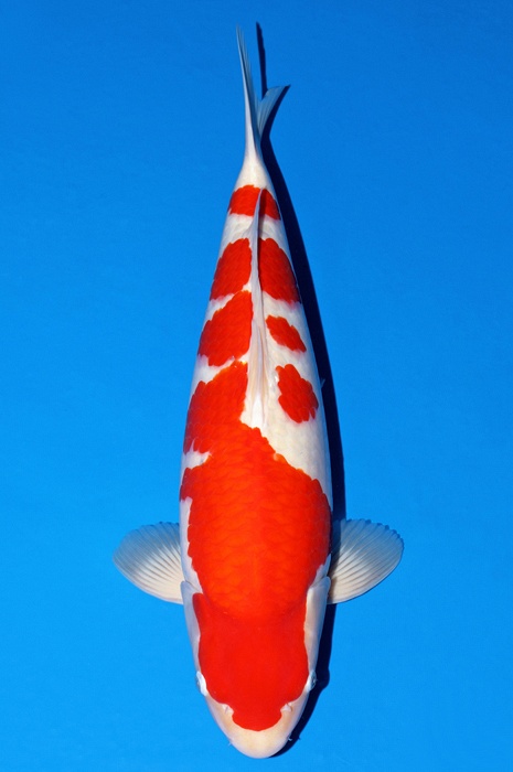 meerstaps kohaku KO-V23-1171