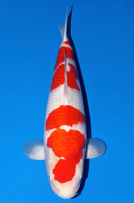 yondan kohaku KO-V23-1175