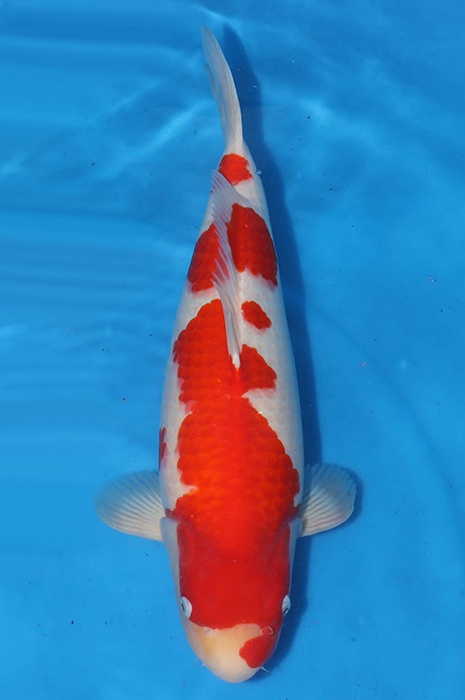 kohaku KO-V24-0508